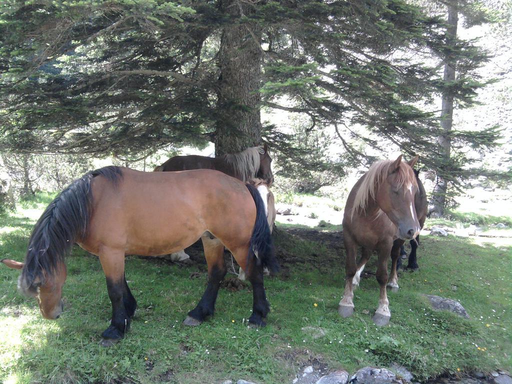 Vacances Perennes Cauterets Bagian luar foto